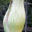 Die größte Blume der Welt &ndash; Titanenwurz im botanischen Garten kurz vor der Blüte